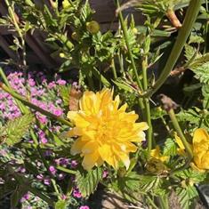 Kerria Japonica Pleniflora 3ltr