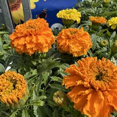 Marigold (Bedding Box) Mixed