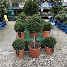 Taxus Baccata (English Yew)