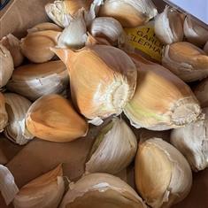 Elephant Garlic Clove