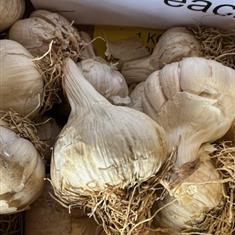 Garlic Casablanca Bulbs 