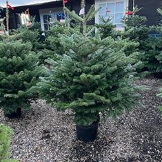 Pot Grown Nordmann Fir Christmas Tree 4-5ft