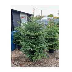 Pot Grown Nordmann Fir Christmas Tree 5-6ft