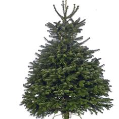 Real Cut Nordmann Fir Trees- Premium Grade